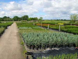 Foothills Nurseries Stock