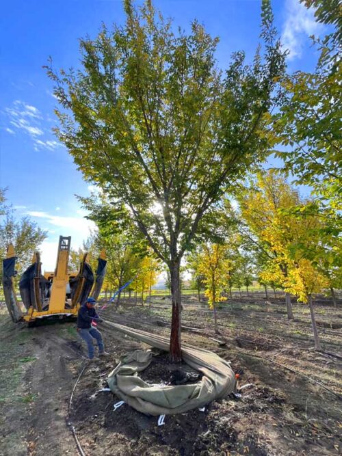 heritage trees process