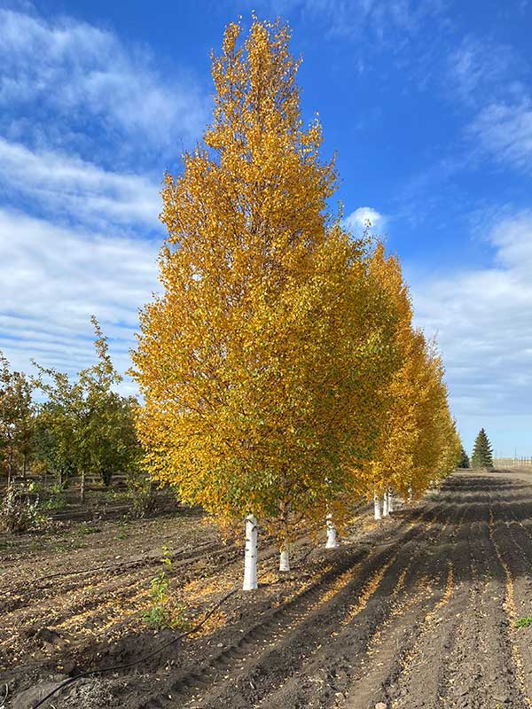 What is a heritage tree