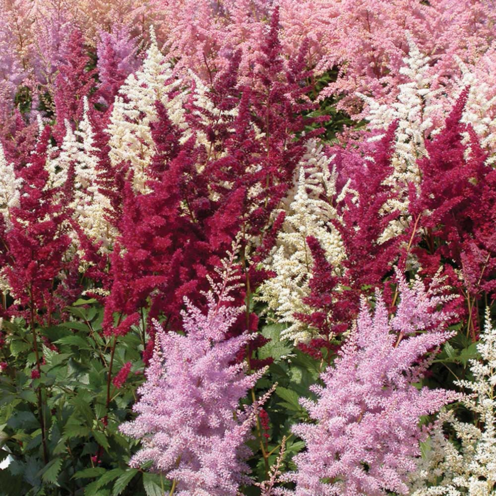 ASTILBE-.jpg