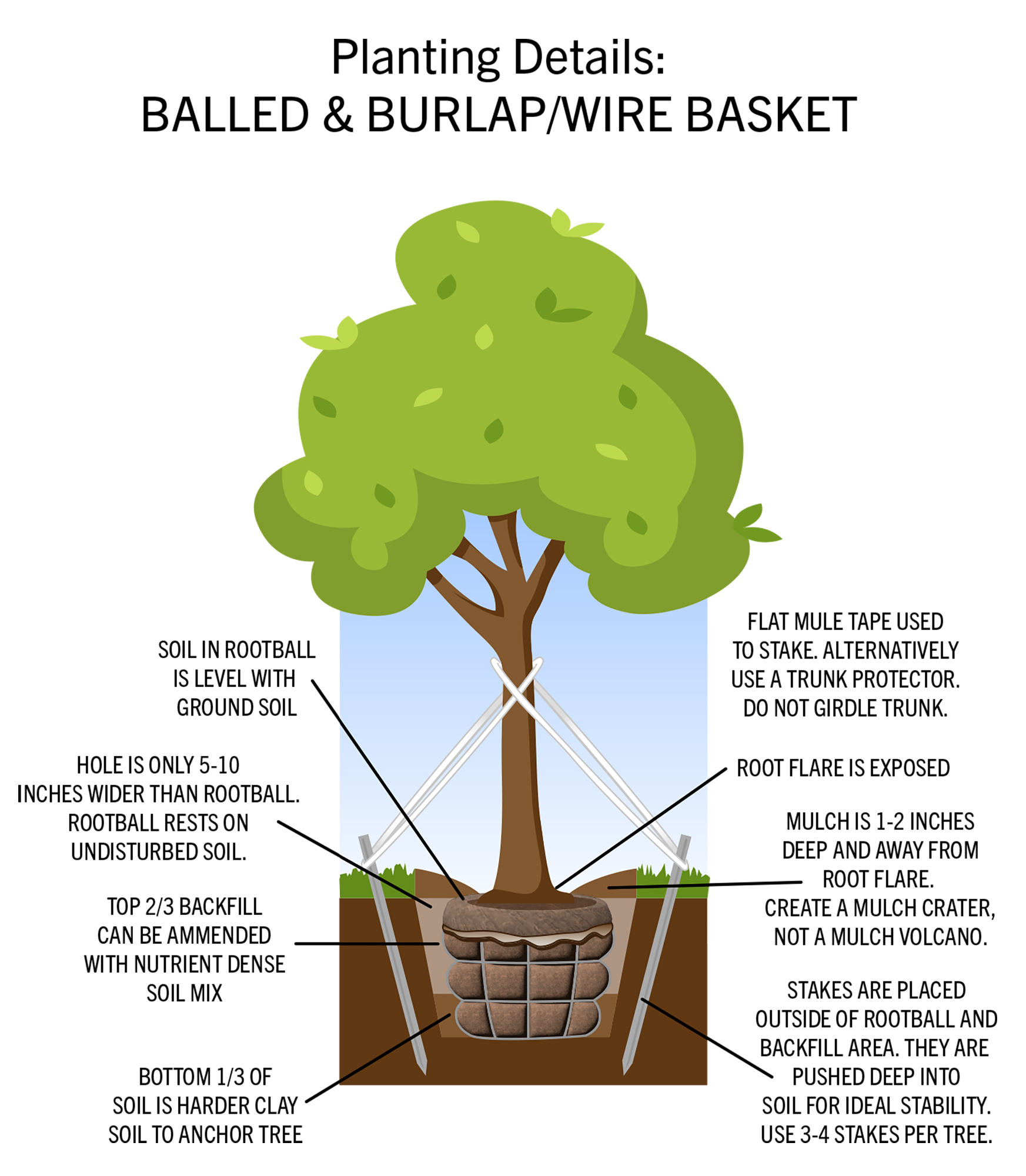 planting wire basket or balled deciduous tree