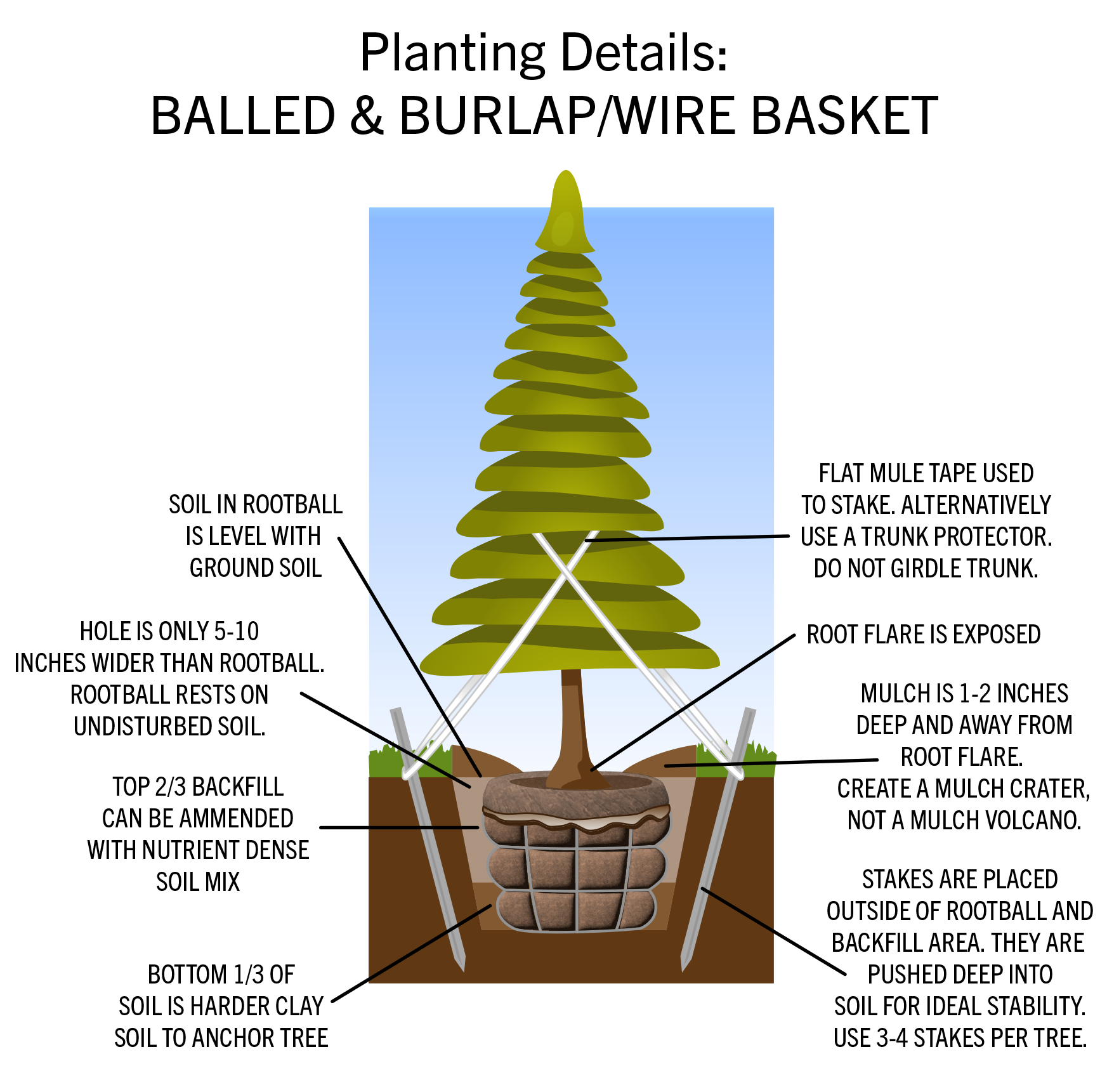 planting wire basket or balled evergreen tree