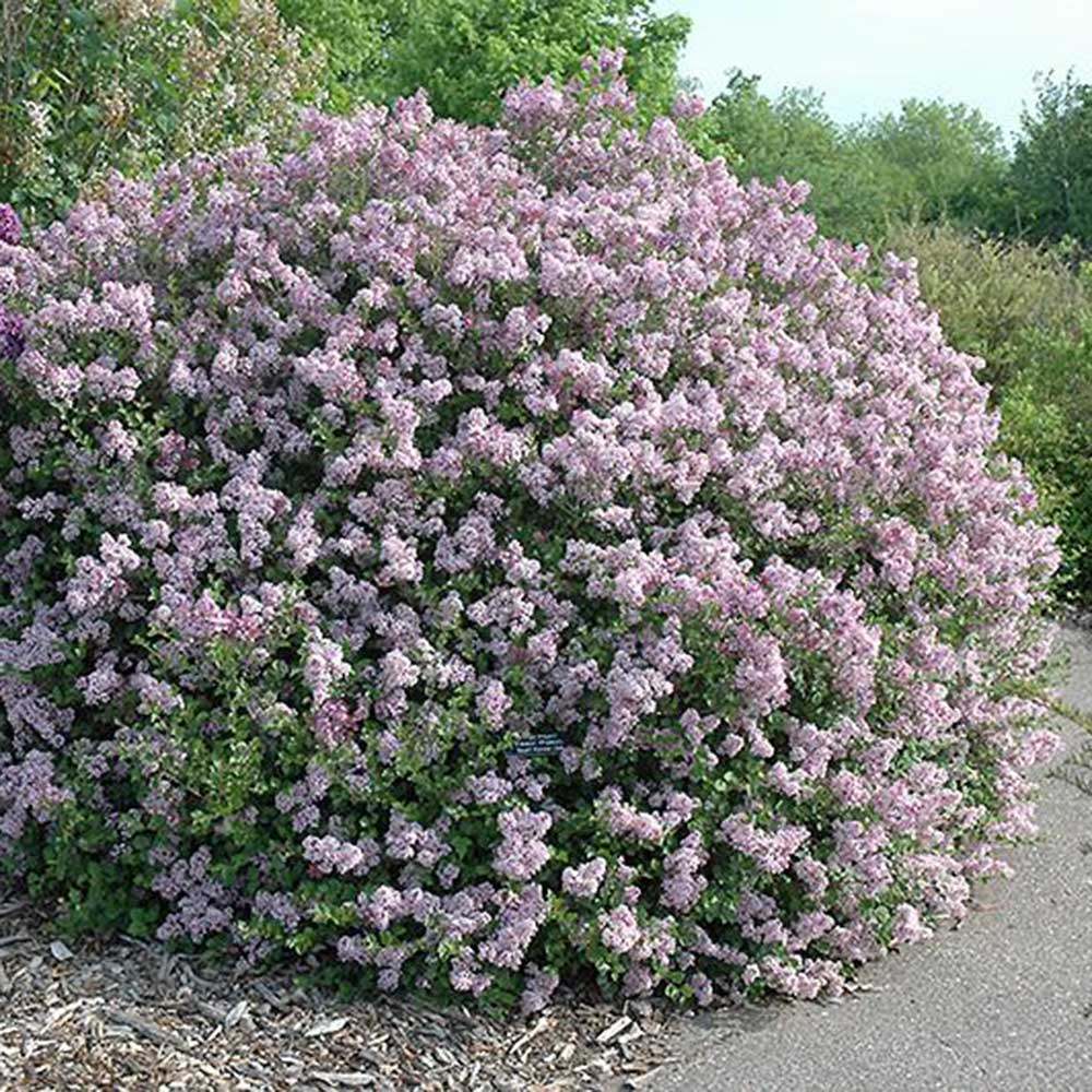 Dwarf-Korean-Lilac-.jpg