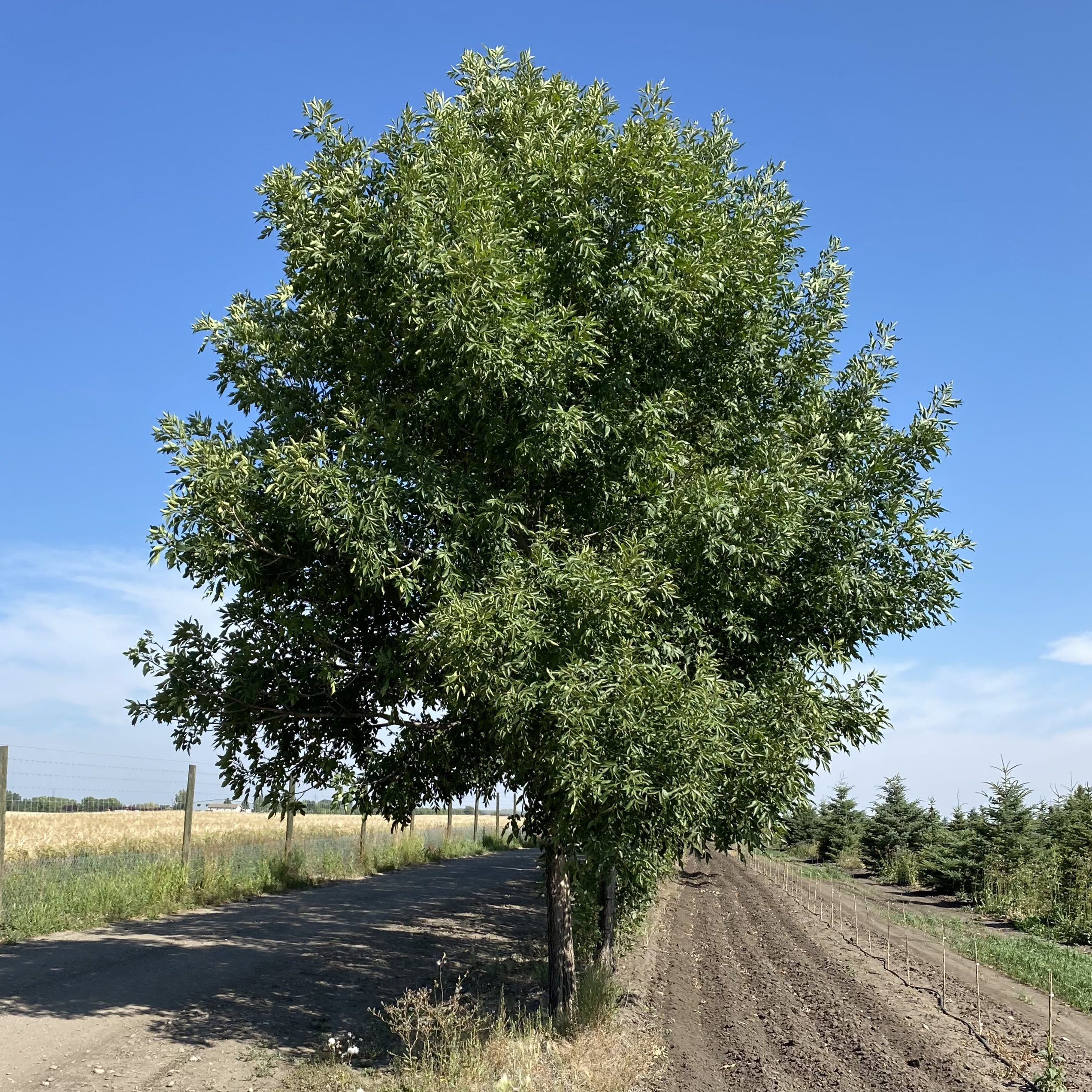 Foothills green ash