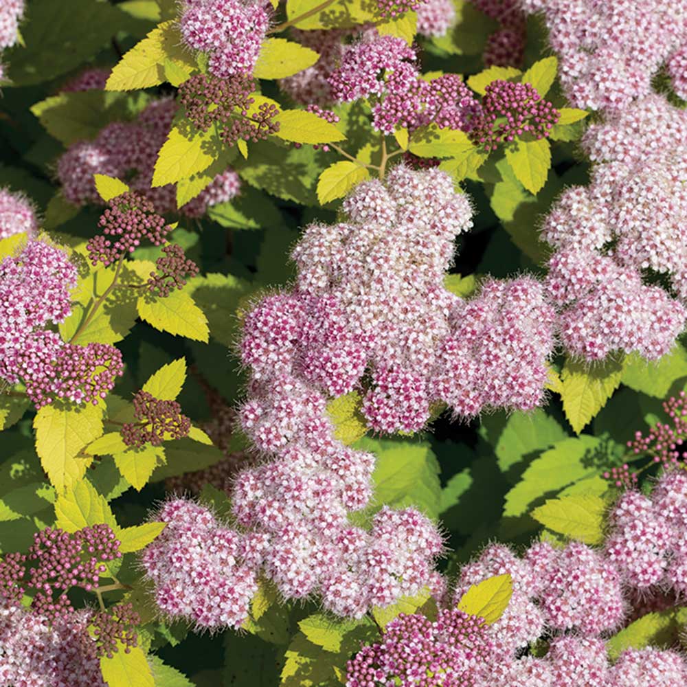 Goldmound-Spirea-.jpg