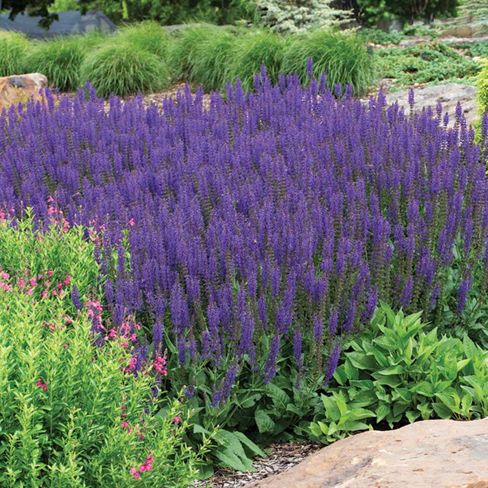 May-Night-Sage.jpg