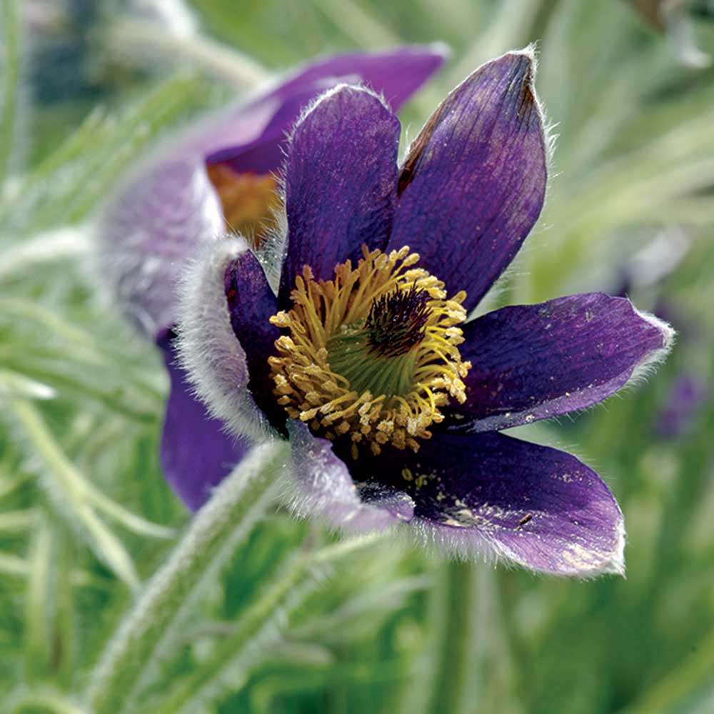 PRAIRIE-CROCUS-.jpg