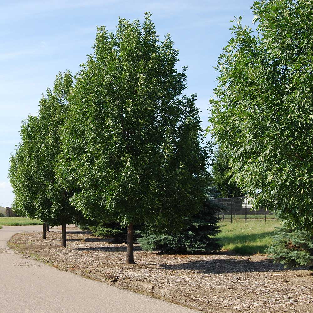 Prairie Spure Green Ash