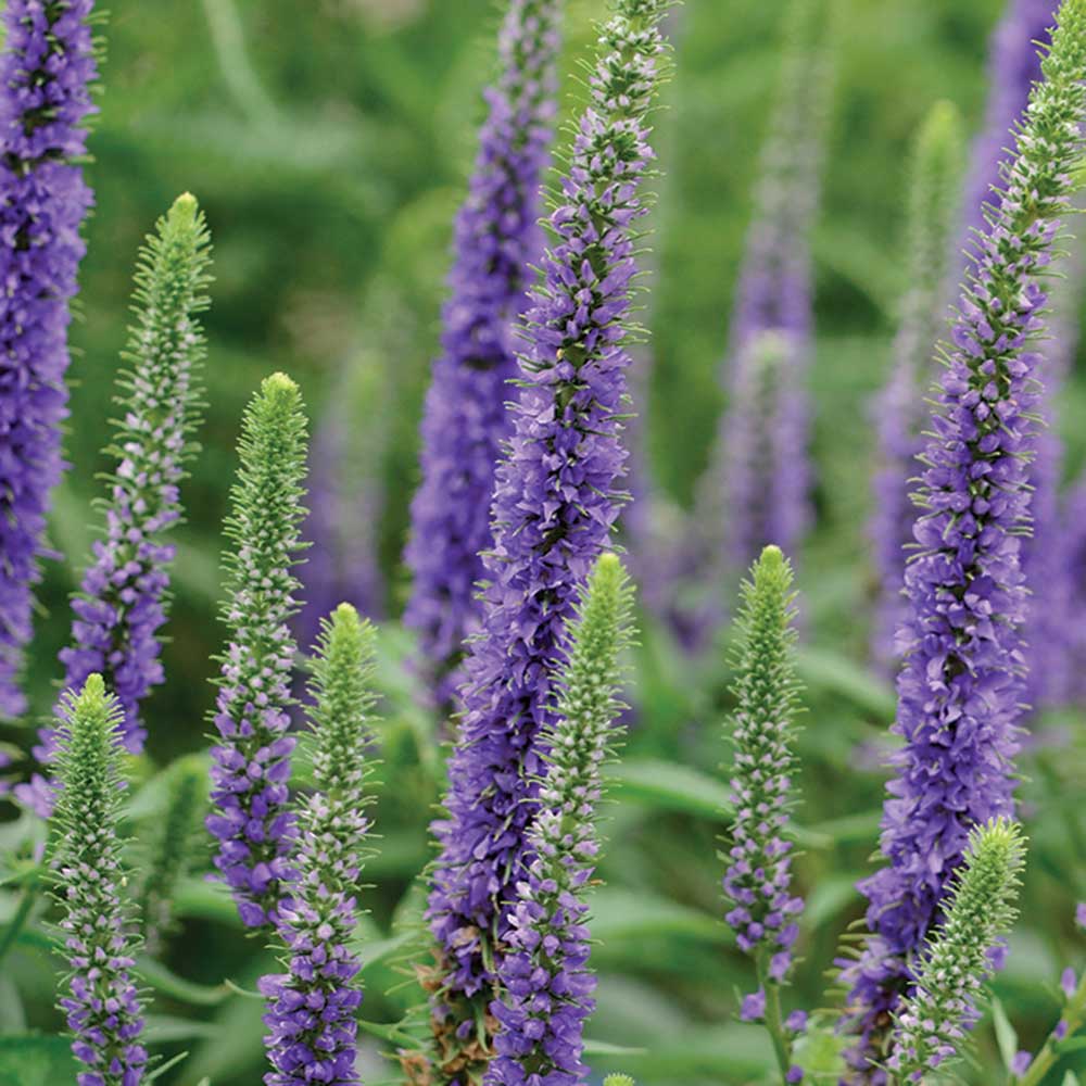 ROyal-Candles-Speedwell.jpg