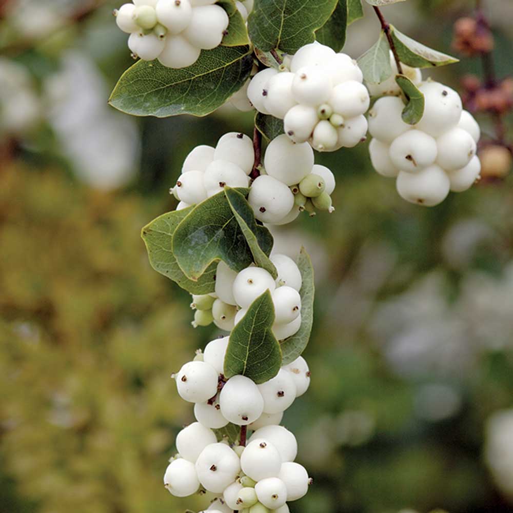 SNOWBERRY.jpg