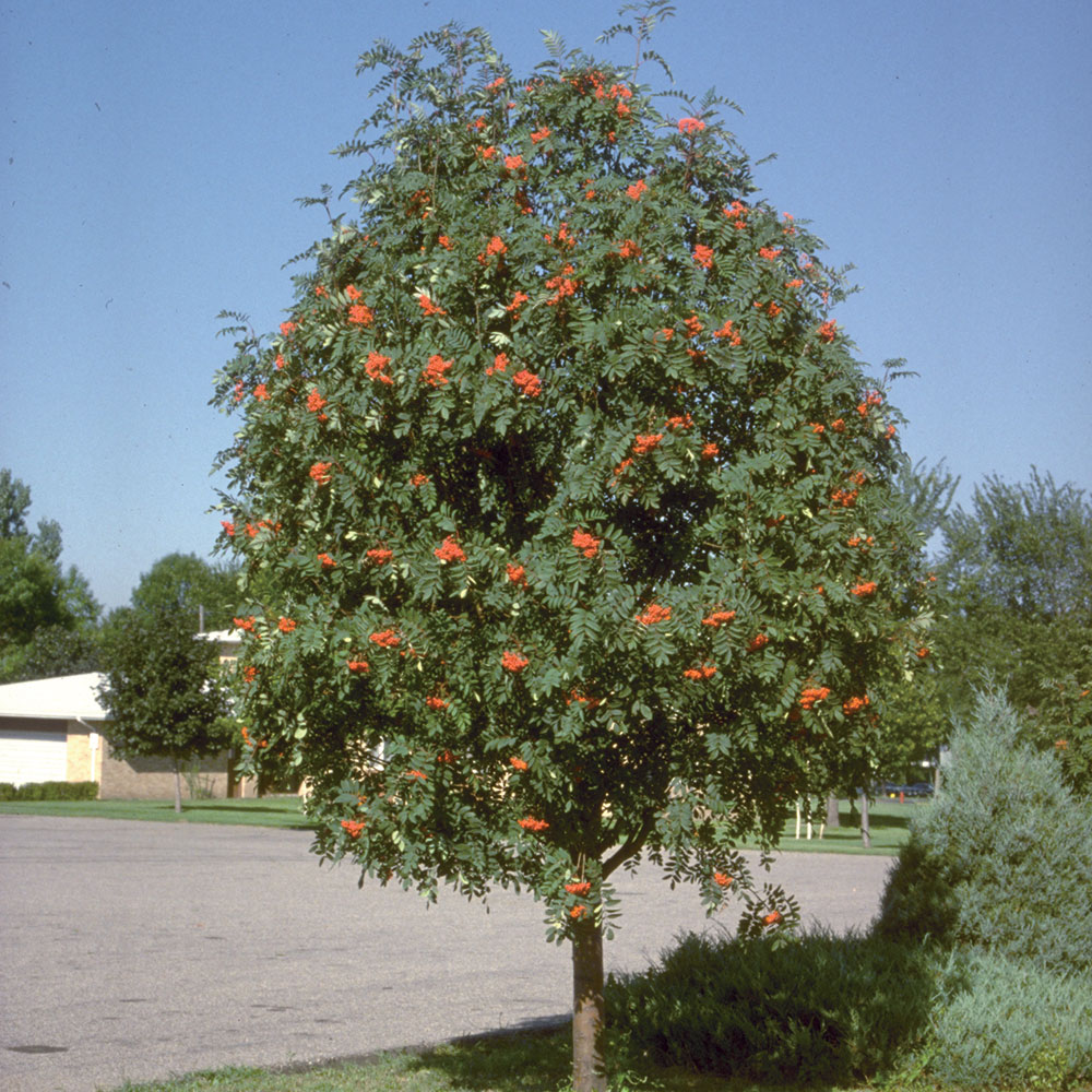 Showy-Mtn.-Ash.jpg