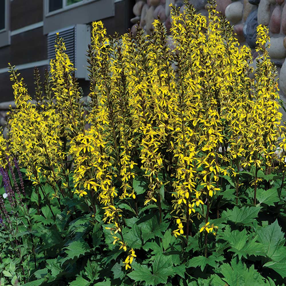 The-Rocket-Ligularia.jpg