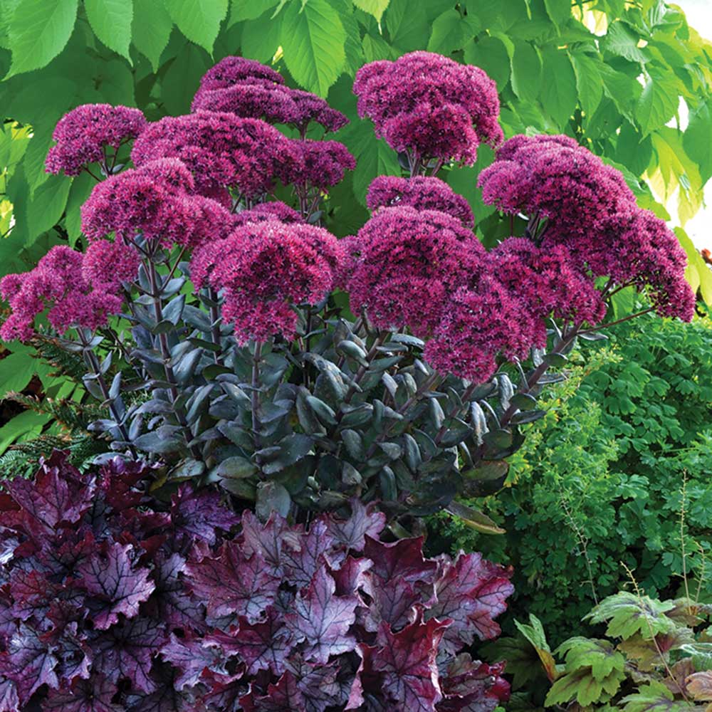 Thunderhead-Stonecrop.jpg