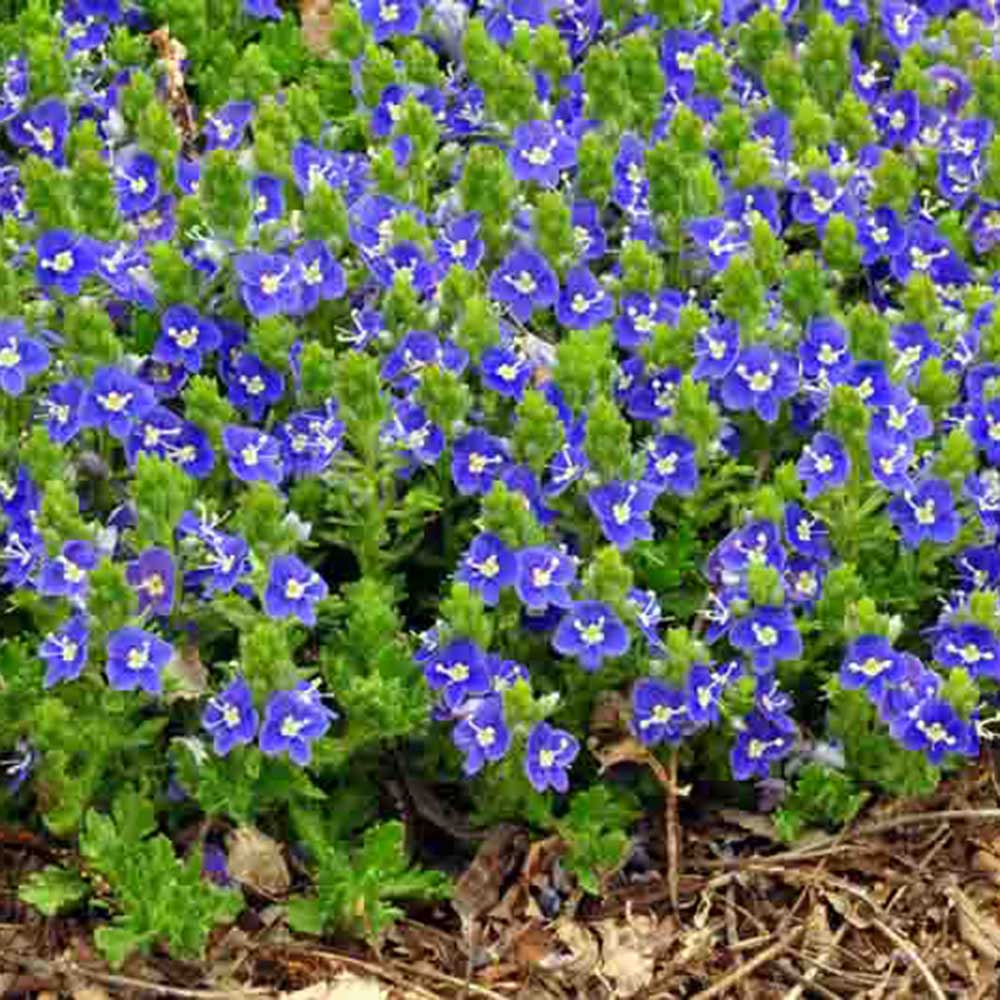 Tidal-pool-speedwell.jpg
