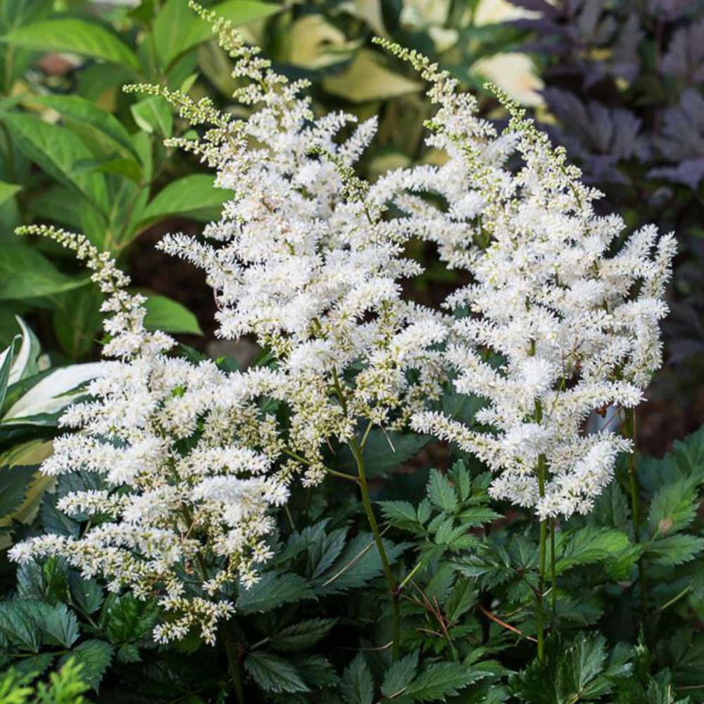 VISIONS-WHITE-ASTILBE-1.jpg