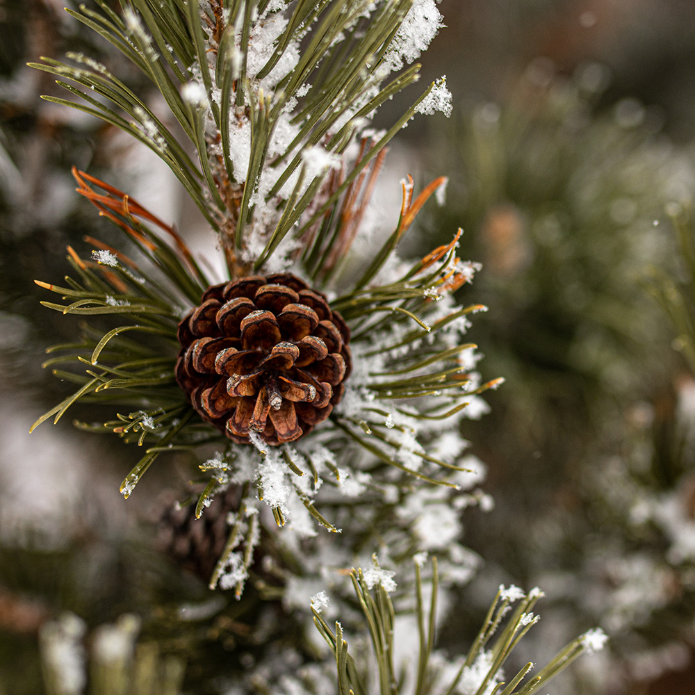 mtn-pine-cone.jpg